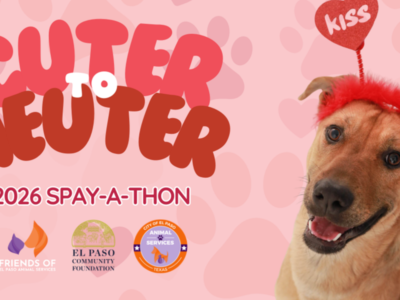 450 Pets Spayed & Neutered—A Big Win for El Paso 🐾